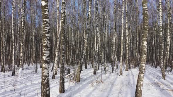 Birch Grove in the Forest at the Winter. First-Person View