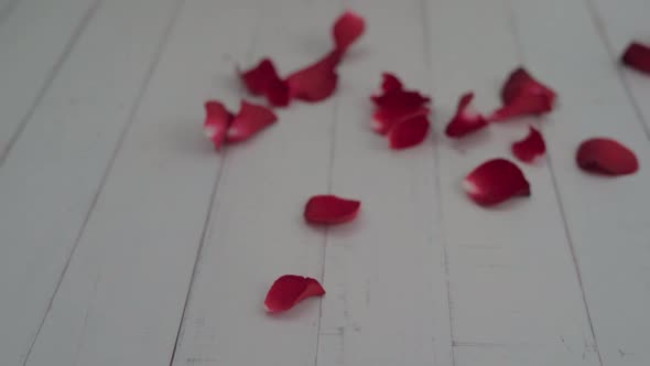 Rose petals falling on white wood table