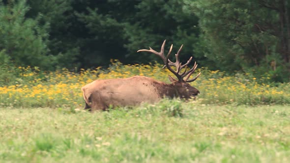 Bull Elk in a Field and Bugling Video Clip in 4k