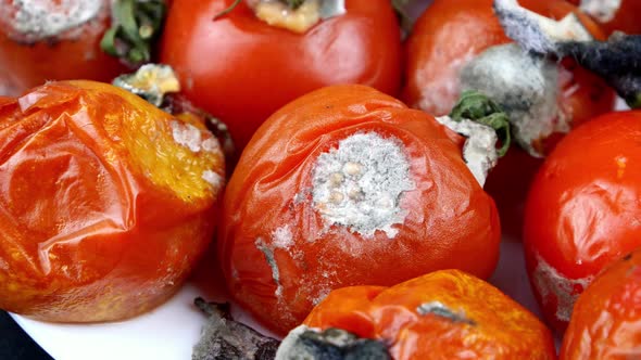 Spoiled Rotten Tomatoes Rot Mold on Vegetables Pile Organic Bio Waste alt