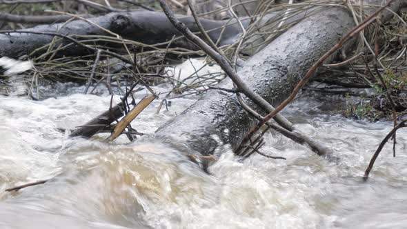 Closeup Shot of Water Flowing Over and Under Branches