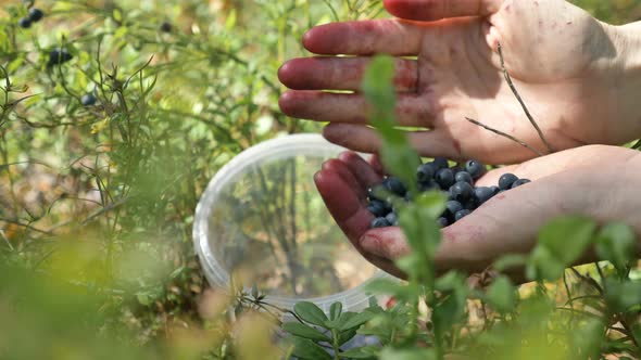 Lady Gathers Ripe Wild Blueberries From Green Bush in Forest alt