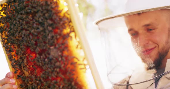 Beehive Frame with a Lot of Roaming Bees and Honeycombs and Wax and Honey Held By Young Male Bearded alt