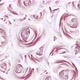 Roses Falling Background - VideoHive Item for Sale