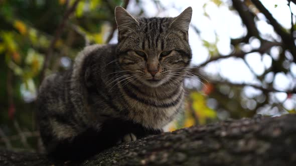 Closeup Shot of Beautiful Gray Striped Cat Sitting on a Tree Waking Up and Yawning alt