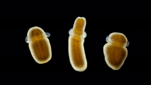 Microscope Larva of Zoanthina Under the Microscope, Class Anthozoa alt