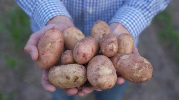 Farmer Holding Organic Potato