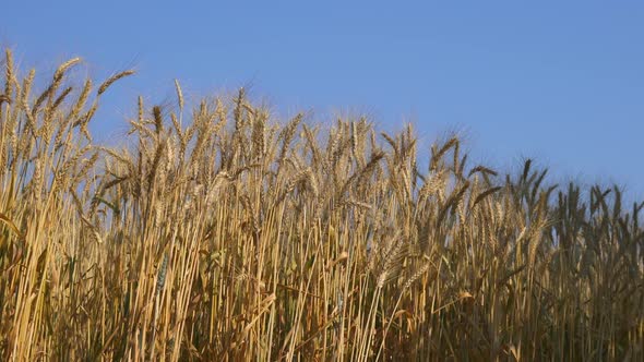 Barley On Blue Sky alt