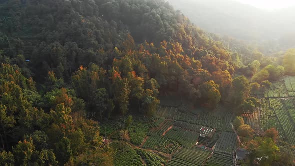 Aerial View of Fresh Green Tea Terrace Farm on the Hill in Hangzhou China