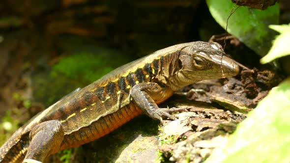 A lazy looking brown and yellow striped lizard leaning on a rock, barely moving, just blinking lazel alt