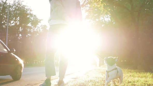 Young Happy Woman Playing with Little Cute French Bulldog on the Road During Sunset at Autumn alt