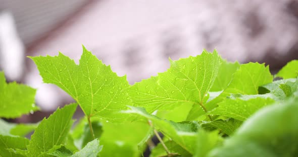 Water Drops on Leaf Surface alt