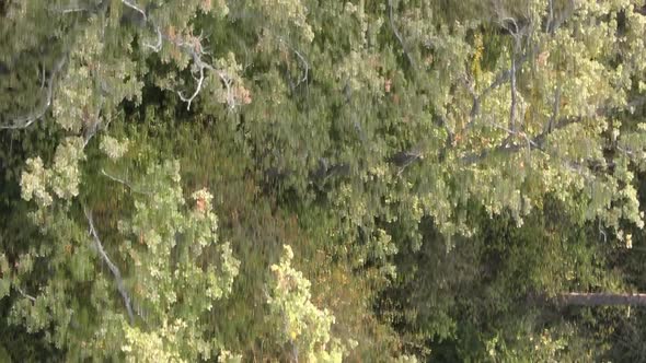 Vertical Video of a Green Forest on a Summer Day alt