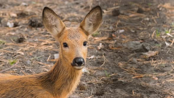Adorable Little Roe Capreolus Deer Female Sitting on Ground