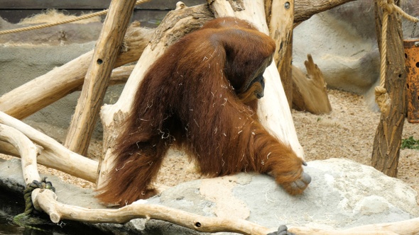 Orangutan walking around the aviary. alt