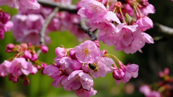 Sakura flowers and bees in slow motion