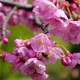 Sakura flowers and bees in slow motion - VideoHive Item for Sale