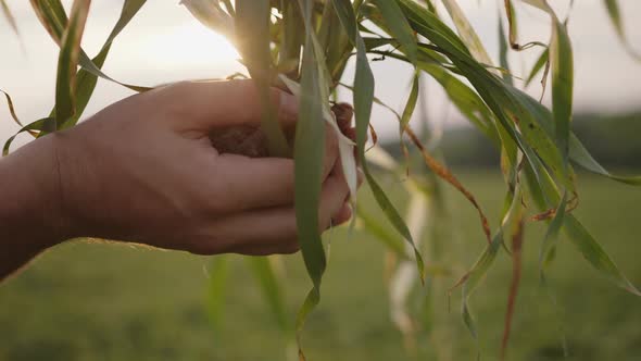 Man's Hands Hold Green Plant with Soil alt