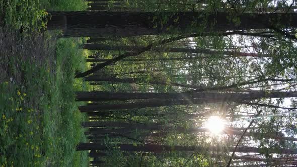 Vertical Video of a Forest with Pine Trees alt