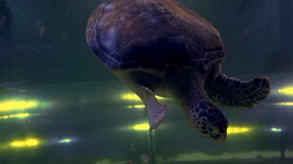 Exotic Animals Big Turtle Swimming in a Gigant Aquarium