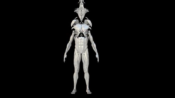 Male Anatomy alt