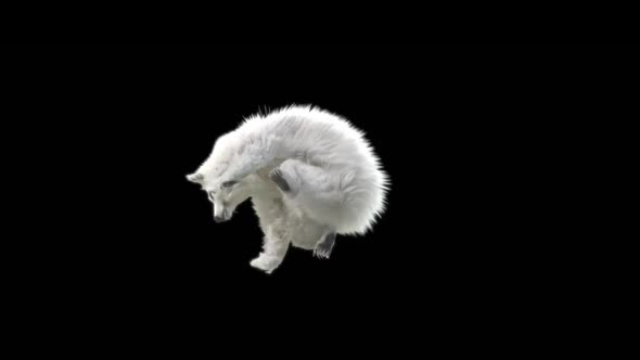 113 White Bear Dancing HD