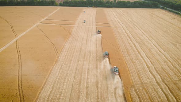 Aerial View on the Harvesters Working on the Large Wheat Field. Harvesting Agricultural Golden Ripe alt