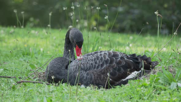 Black Swan, Cygnus Atratus. Large Waterbird Is Cleaning Its Feathers. alt