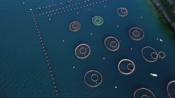 Aerial top drone view of fish and oyster farming in the clear waters of the sea.