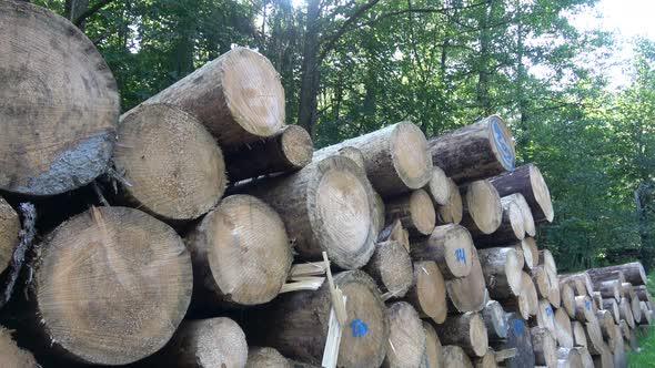 Cutting of the trees, bark beetle calamity, conifer tree logs on pile in woodland.