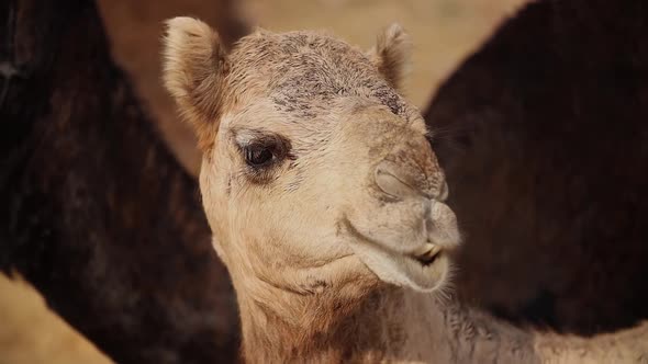 Camels at the Pushkar Fair, Also Called the Pushkar Camel Fair or Locally As Kartik Mela alt