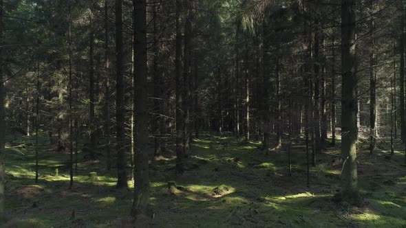 Drone Shot Flying Between Trees in Forest