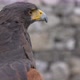 Harris Hawk - VideoHive Item for Sale