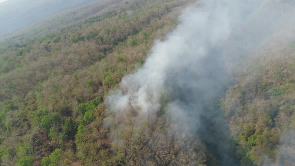 Forest Fire in the Mountains alt
