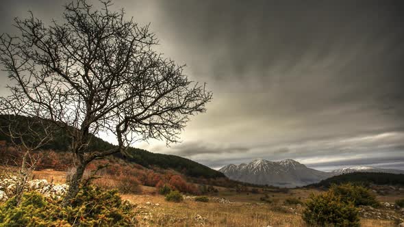 Tree timelapse HDR alt