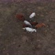A Herd Of Horses Shot With A Drone In The Wild 13 - VideoHive Item for Sale