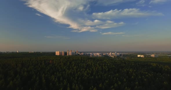 Flying Drone Over a Pine Forest During Sunset, Clear Blue Sky Against the Backdrop of the City