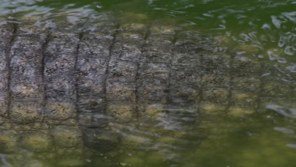 Crocodile in a River Passing alt