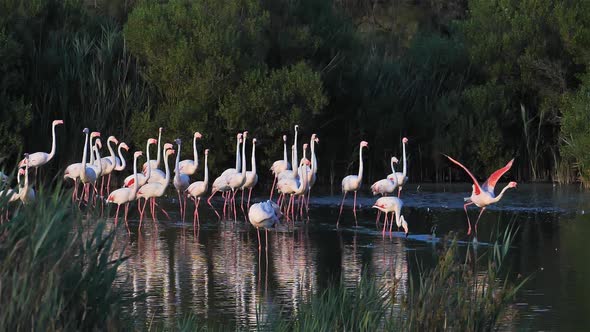 Greater Flamingos, Phoenicopterus roseus,Pont De Gau,Camargue, France alt