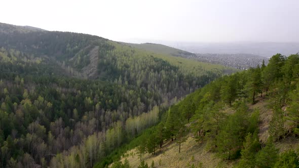 Spring forest aerial view