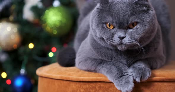 Scottish fold cat near Christmas tree alt