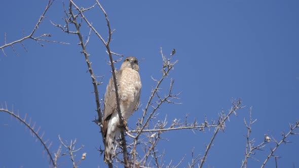 Cooper's Hawk Looks Around Slow Motion