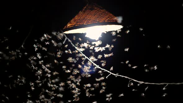 mayfly fly around light blub