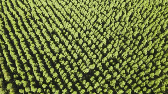 Flying over a eucalyptus forest, showing the tree crowns, aerial view alt