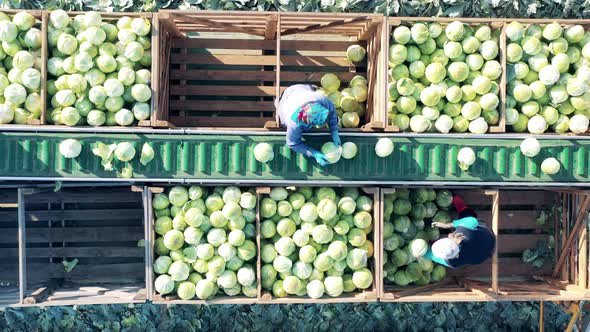Farmworkers are Unloading Conveyor with Cabbage in a Top View alt