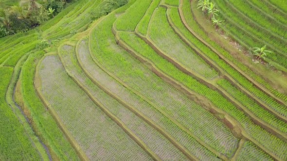 Flying over Rice Terraces