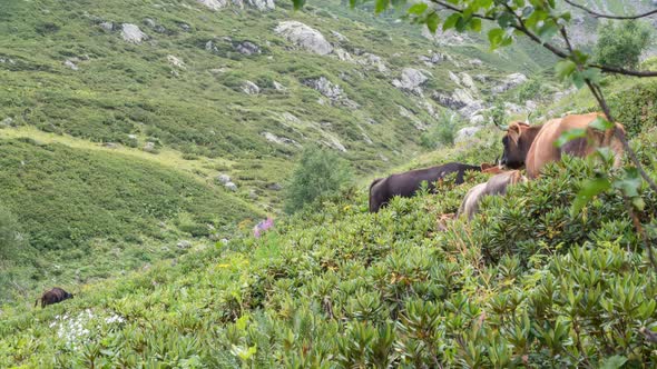 Cows graze on a steep mountain slope