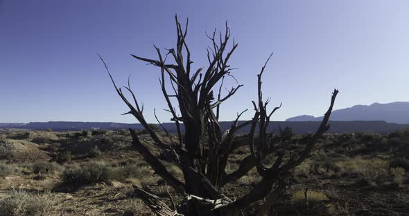 Lone tree - public land near Capitol Reef National Park - Time lapse alt