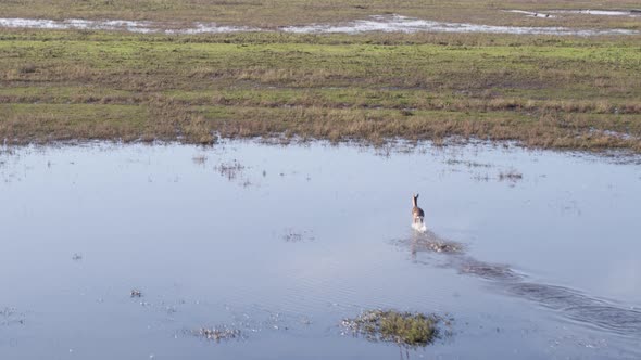 Aerial Drone shot of Two Roe Deer Running Through Marshes and Flooded Meadows alt