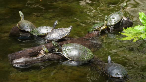 Sea Turtles Swimming in the Cenote in Mexico